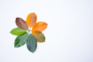 Closeup leaves in different color. Line of colorful leaves shape of flower in autumn season. For environment changed concept. Top view flatlay background and banner.