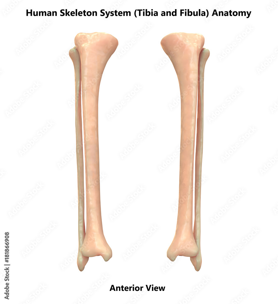 Human Skeleton System Tibia and Fibula Anatomy (Anterior View) Stock ...