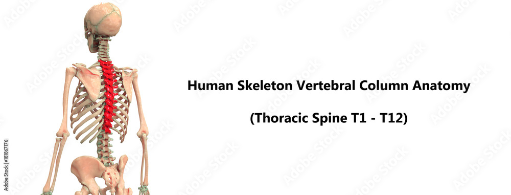 Human Skeleton Vertebral Column (Thoracic Spine) Anatomy Stock ...