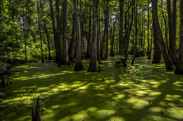 Wall Mural - Cypress swamp at Mississippi with small crocodile getting tan and tree with roots looking for oxygen