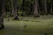 Cypress Swamp At Mississippi With Small Crocodile Getting Tan And Tree With Roots Looking For Oxygen