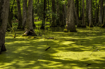 Wall Mural - Cypress swamp at Mississippi with small crocodile getting tan and tree with roots looking for oxygen