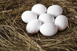 White eggs in the straw nest in a farm.