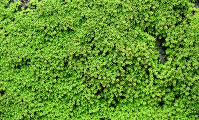  green moss background texture beautiful in nature