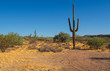 campo de cactus gigantes en Arizona, Estados Unidos