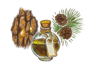 Pine tar in a bottle with branch and bark. Watercolor imitation with sketch.