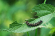 Small Tortoiseshell Caterpillar Aglais urticae eating leaf