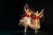 © zinkevych - Dance class. Attractive gracious skillful woman doing dance figures and smiling while practicing her dance