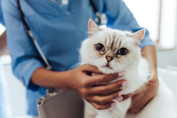 Wall Mural - Doctor veterinarian at clinic