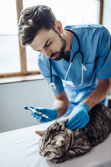 Wall Mural - Doctor veterinarian at clinic