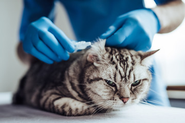 Wall Mural - Doctor veterinarian at clinic