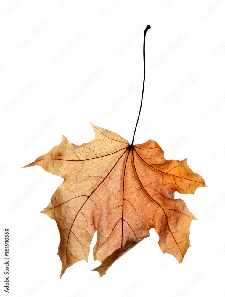 Beautiful autumn leaf on white background