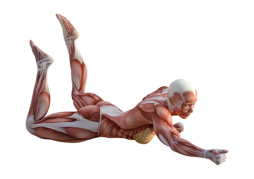 3D Rendering Female Anatomy Figure on White