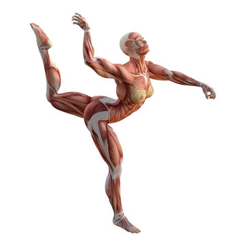 3D Rendering Female Anatomy Figure on White