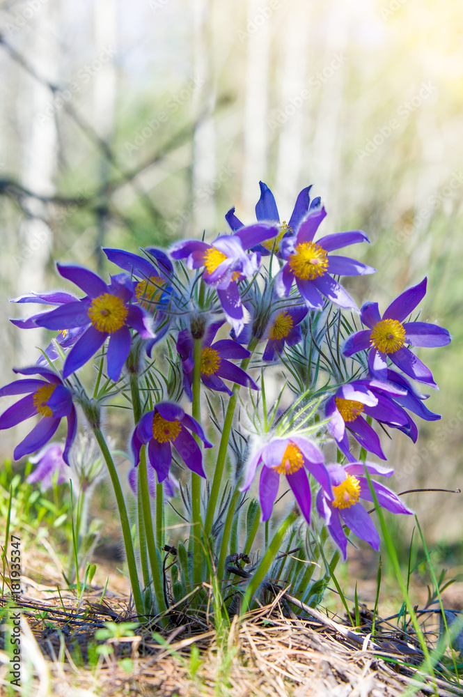 Spring landscape. Flowers growing in the wild. Spring flower Pulsatilla. Common names include pasque flower or pasqueflower, wind flower, prairie crocus, Easter flower, and meadow anemone. - obrazy, fototapety, plakaty 