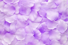 Close-up Of Purple Petals Of Violet Flowers