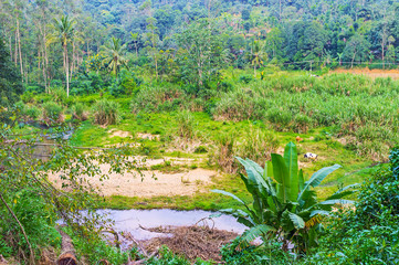 Poster - Deep jungle in Sri Lanka