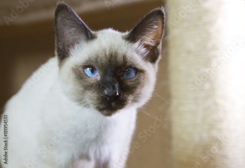 Sleek Haired Kitten Siamese Type Mekong Bobtail Tailless Buy