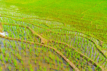 Canvas Print - Paddy field, Ketawala