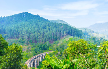 Canvas Print - In rain forests of Sri Lanka