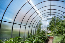 A Greenhouse With Bushes Of Tomatoes And Peppers, A View From The Inside.