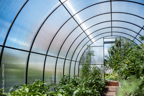 Photographie A greenhouse with bushes of tomatoes and peppers, a view from the inside
