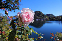 Pink Rose Flowers On Hill Lake Mountain Is Background