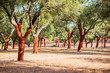 © rh2010 - Beautiful view on the plantation of cork oak trees with freshly crumbled bark in Portugal