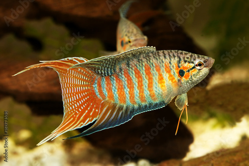 Fotografía paradise fish gourami Macropodus opercularis tropical Aquarium fish