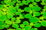 live algae in the aquarium