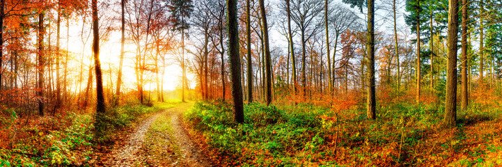 Poster - Road through a beautiful autumn forest at sunrise