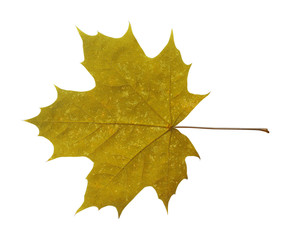 Wall Mural - maple leaf isolated on white background