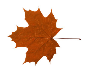 Wall Mural - maple leaf isolated on white background