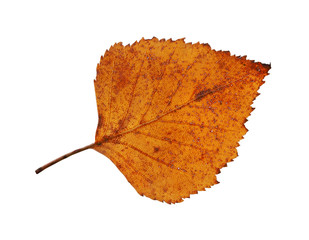 Wall Mural - birch leaf isolated on white background