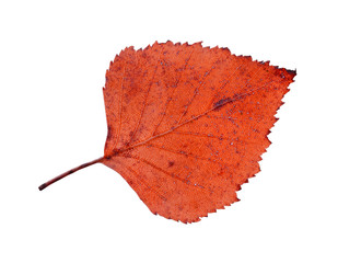 Wall Mural - birch leaf isolated on white background