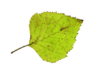 Wall Mural - birch leaf isolated on white background