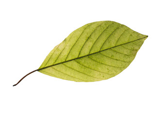 Wall Mural - birch leaf isolated on white background