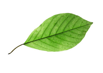 Wall Mural - birch leaf isolated on white background