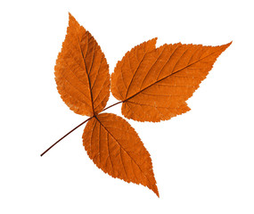 Wall Mural - ash leaf isolated on white background