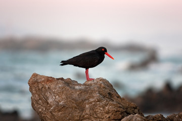 Wall Mural - African oystercatcher, african black oystercatcher, haematopus moquini, South Africa