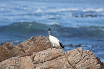 Wall Mural - African sacred ibis , threskiornis aethiopicus, South Africa