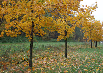 Wall Mural - Young maple trees standing in the alley, autumn landscape