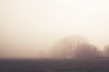 Misty morning woodland with soft focus trees in the distance.