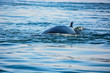 Campobello Island Whale Watch