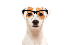 Portrait Of Funny Dog Parson Russel Terrier Wearing Glasses, Isolated On White Background