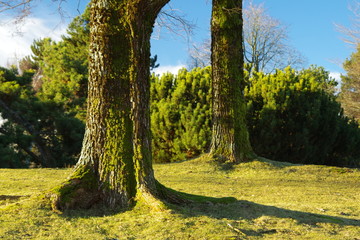 two tree trunk with green mosses around under the sunny blue sky on the green grass field