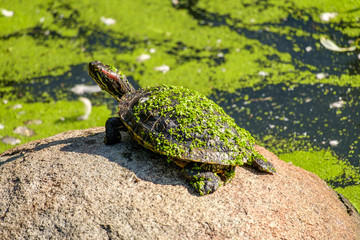 turtle covered with duckweed