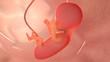 fetus inside the womb; 3d illustration