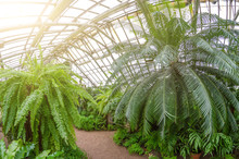 Greenhouse With A Pedestrian Path And Thickets Of Palm Trees.
