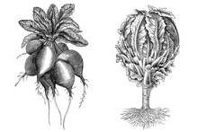 Illustration Of Vegetables. Radishes, Cauliflower Dwarf
